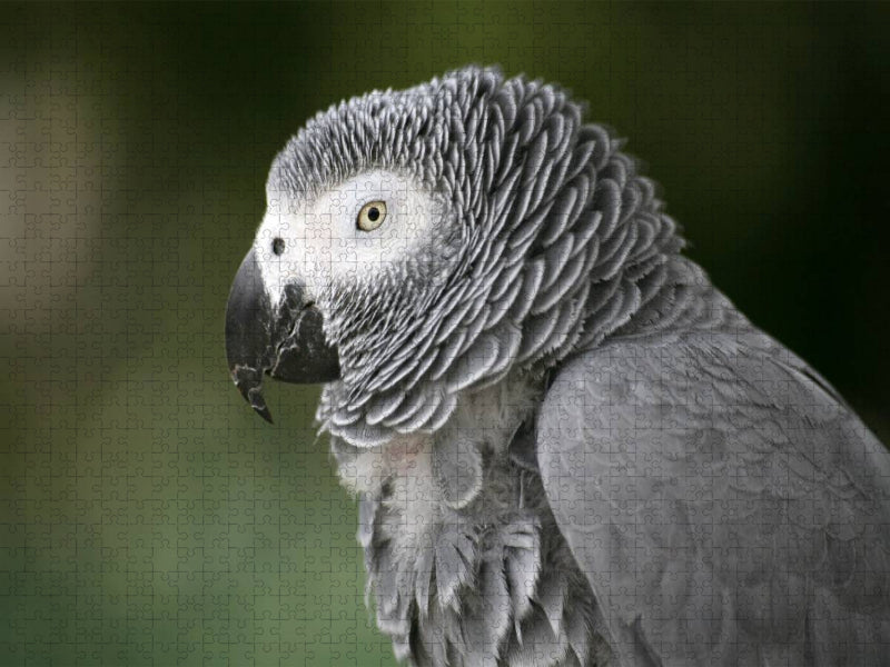 Graupapagei - CALVENDO Foto-Puzzle'