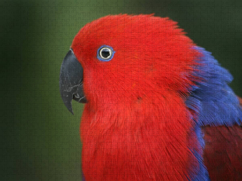 Edelpapagei (Weibchen) - CALVENDO Foto-Puzzle'