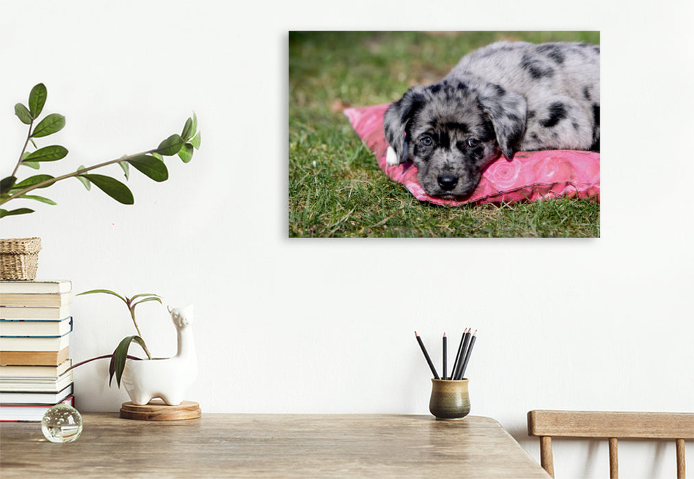 Premium Textil-Leinwand Premium Textil-Leinwand 120 cm x 80 cm quer Australian Shepherd Mischlingswelpe