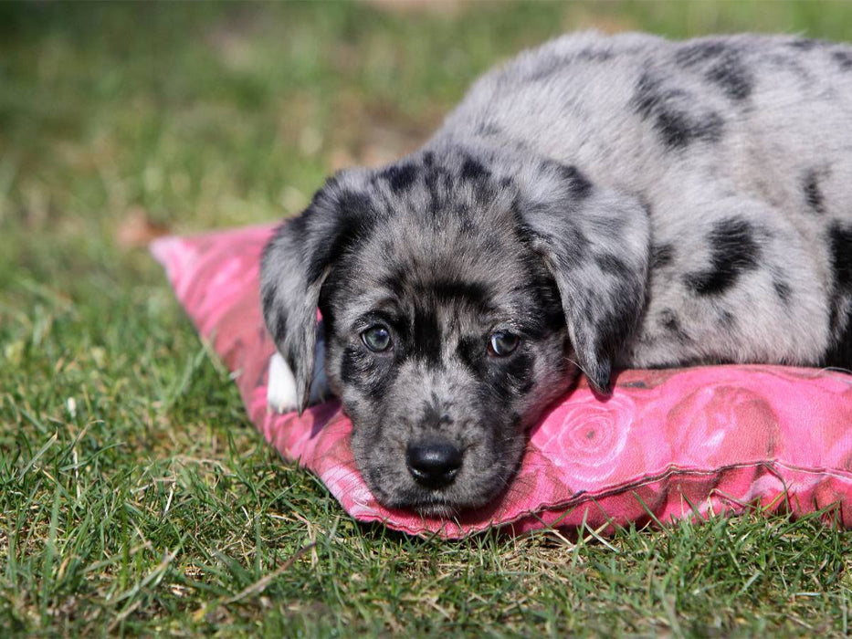 Australian Shepherd Mischlingswelpe - CALVENDO Foto-Puzzle'