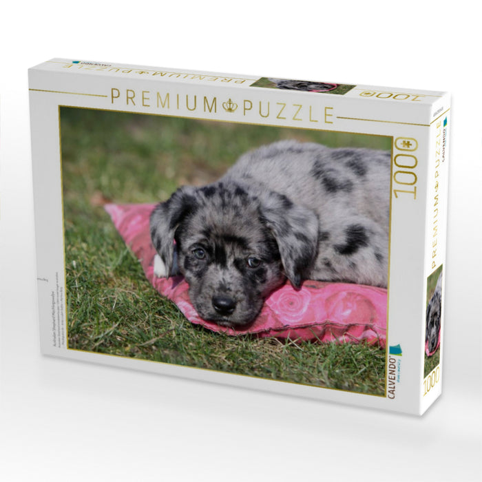 Australian Shepherd Mischlingswelpe - CALVENDO Foto-Puzzle'