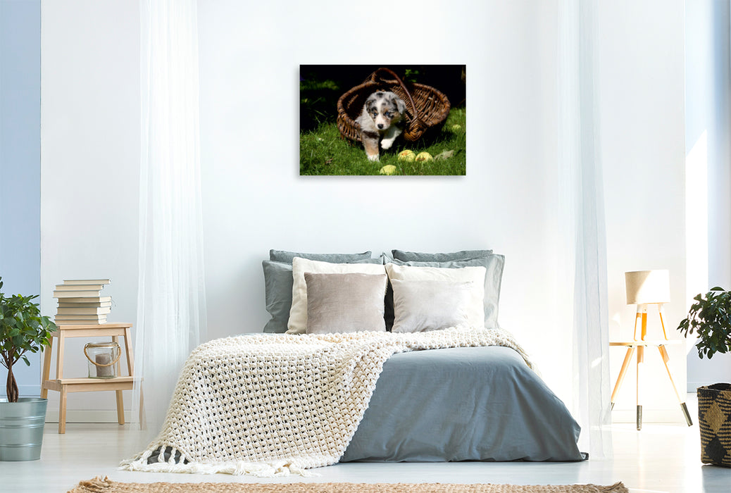 Premium Textil-Leinwand Premium Textil-Leinwand 120 cm x 80 cm quer Australian Shepherd-Welpe