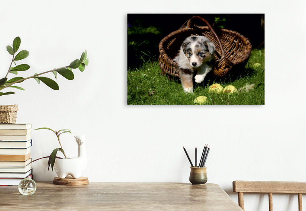 Premium Textil-Leinwand Premium Textil-Leinwand 120 cm x 80 cm quer Australian Shepherd-Welpe