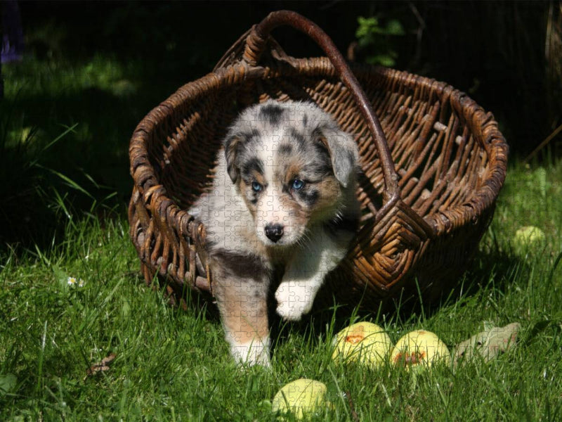 Australian Shepherd-Welpe - CALVENDO Foto-Puzzle'