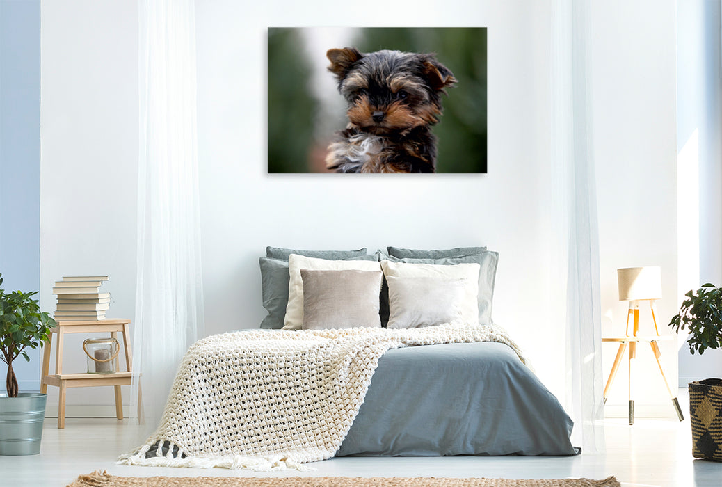 Premium Textil-Leinwand Premium Textil-Leinwand 120 cm x 80 cm quer Yorkshire-Terrier Welpe