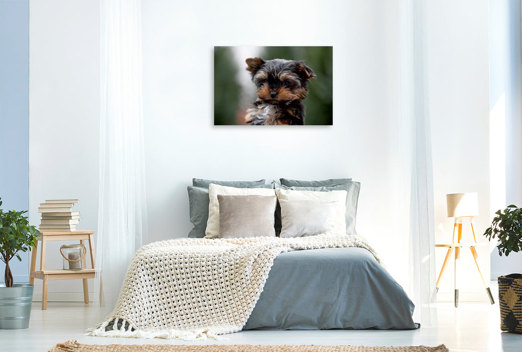 Premium Textil-Leinwand Premium Textil-Leinwand 120 cm x 80 cm quer Yorkshire-Terrier Welpe