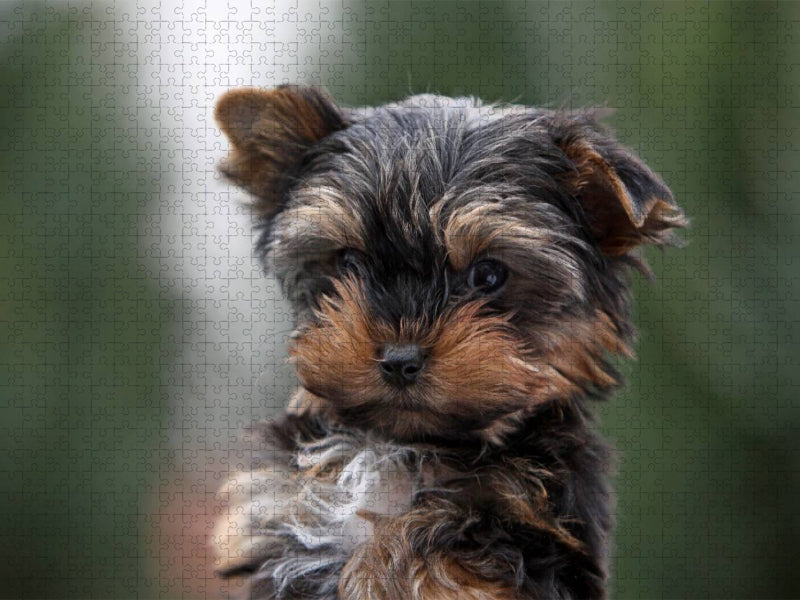 Yorkshire-Terrier Welpe - CALVENDO Foto-Puzzle'