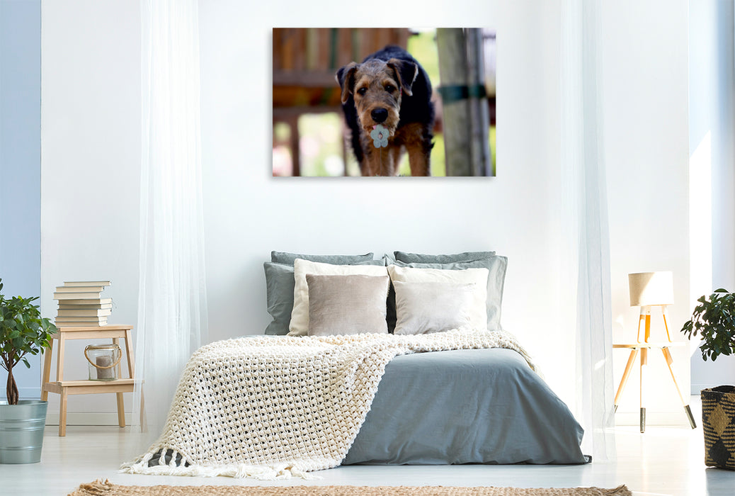Premium Textil-Leinwand Premium Textil-Leinwand 120 cm x 80 cm quer Airedale Terrier Welpe