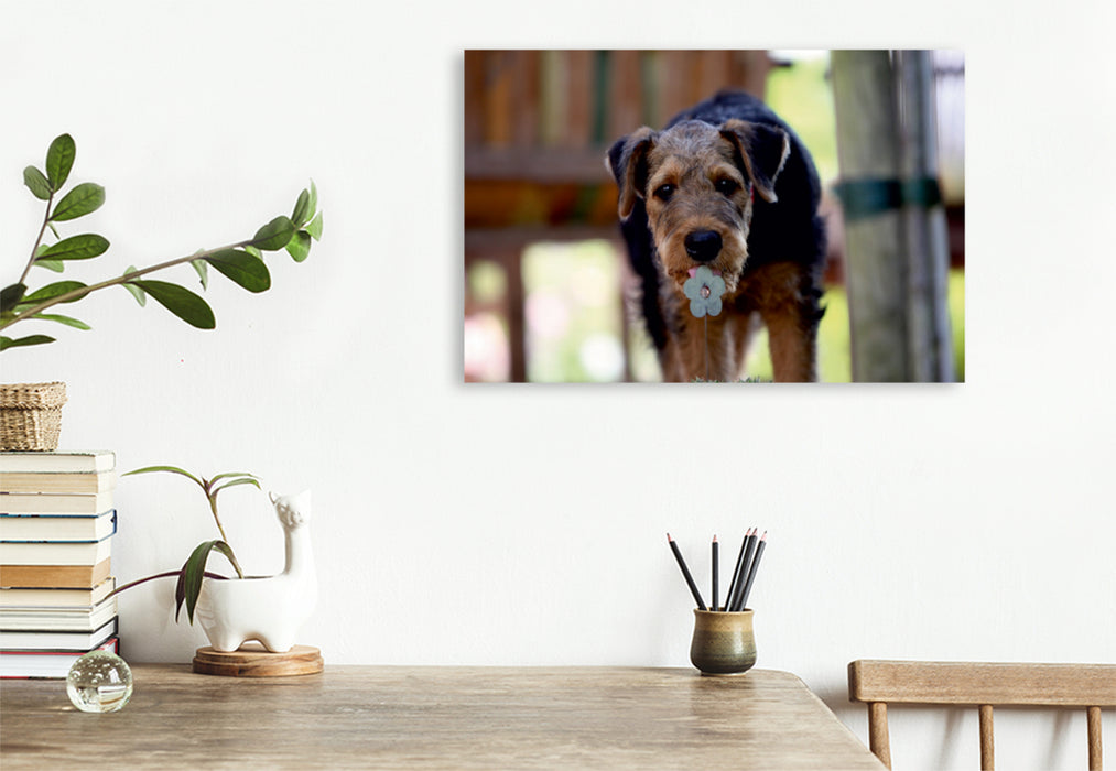 Premium Textil-Leinwand Premium Textil-Leinwand 120 cm x 80 cm quer Airedale Terrier Welpe