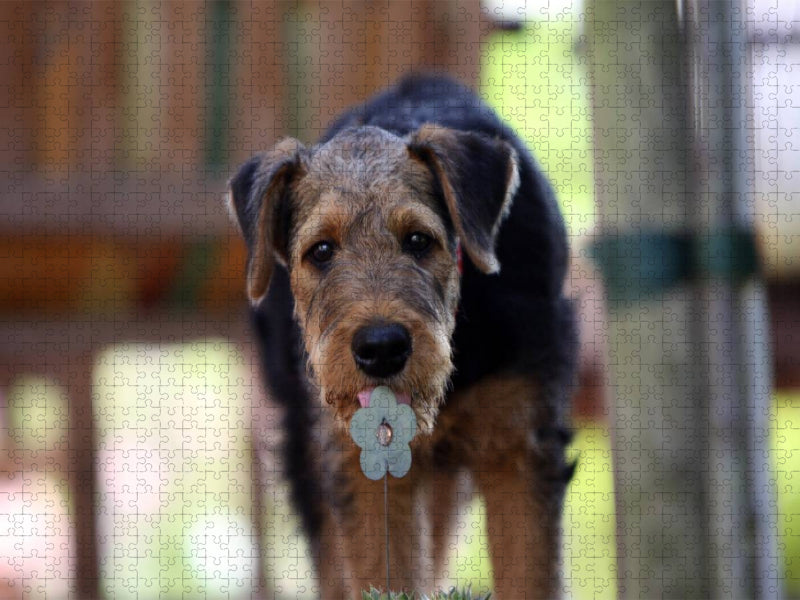 Airedale Terrier Welpe - CALVENDO Foto-Puzzle'