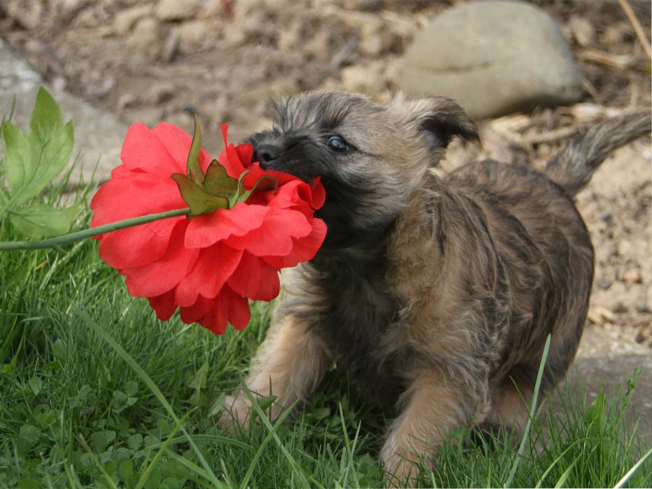 Cairn Terrier Welpe - CALVENDO Foto-Puzzle'