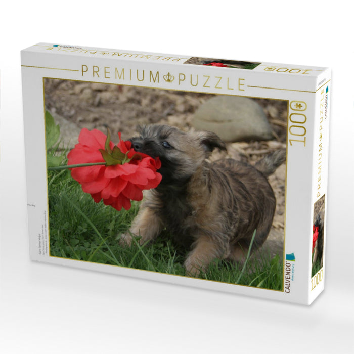 Cairn Terrier Welpe - CALVENDO Foto-Puzzle'