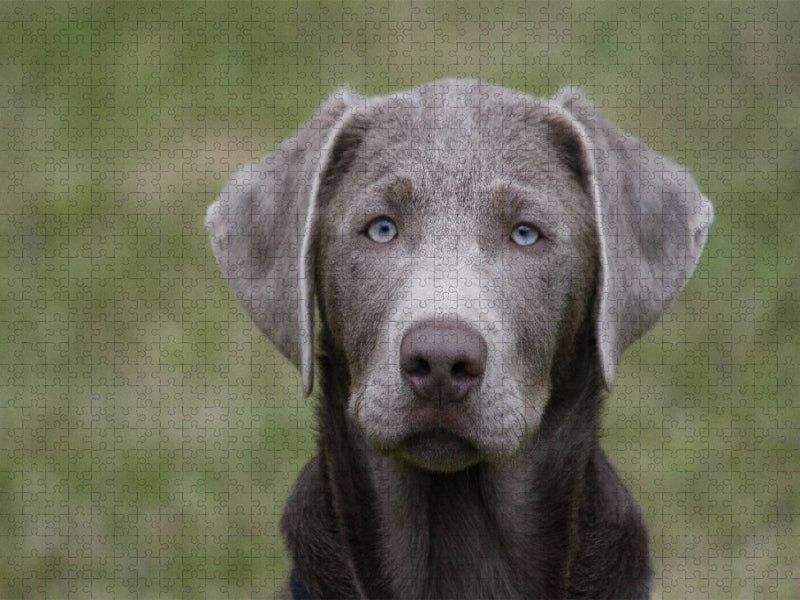 Labrador-Welpe - CALVENDO Foto-Puzzle'