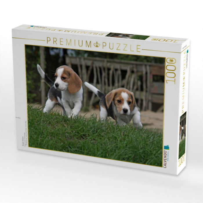 Beagle-Welpen - CALVENDO Foto-Puzzle'