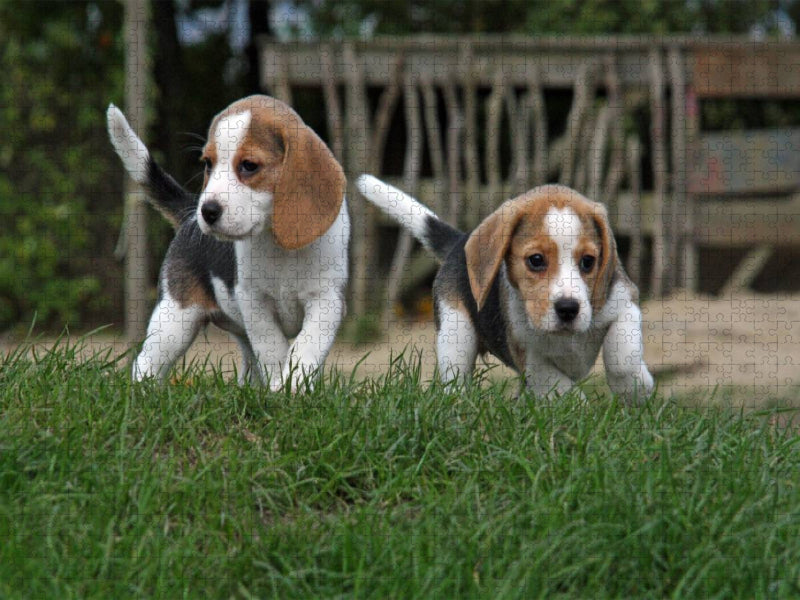 Beagle-Welpen - CALVENDO Foto-Puzzle'