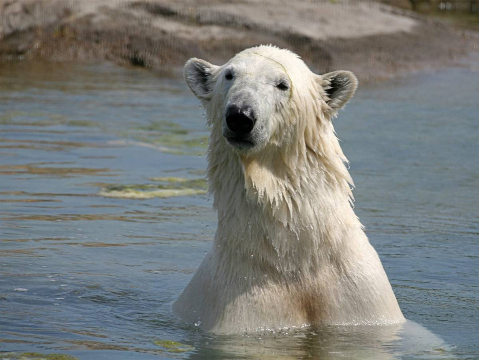 Eisbär - CALVENDO Foto-Puzzle'