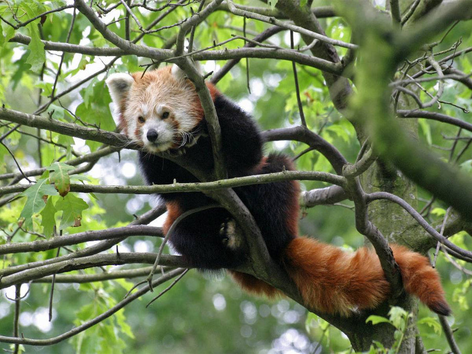 Kleiner Panda - CALVENDO Foto-Puzzle'