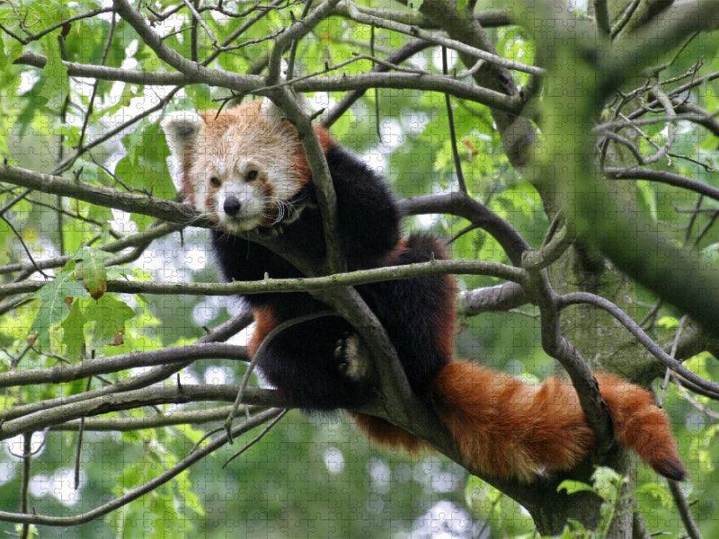 Kleiner Panda - CALVENDO Foto-Puzzle'