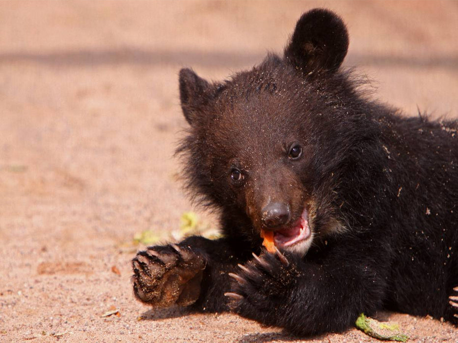 Kragenbär Baby - CALVENDO Foto-Puzzle'