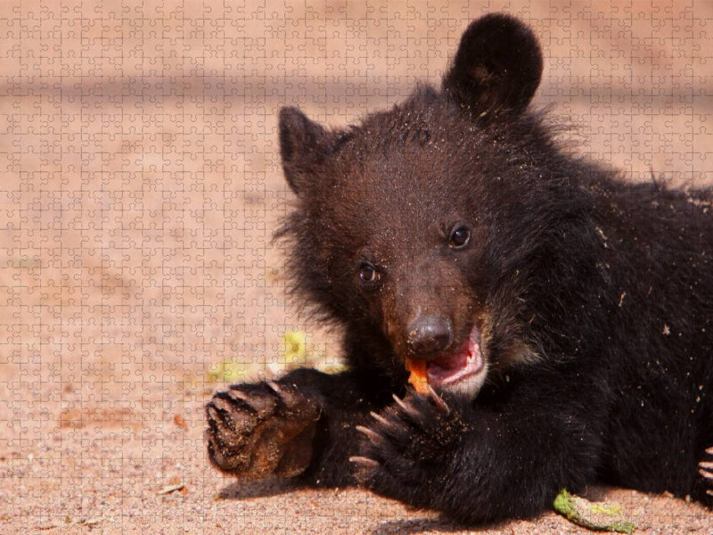 Kragenbär Baby - CALVENDO Foto-Puzzle'