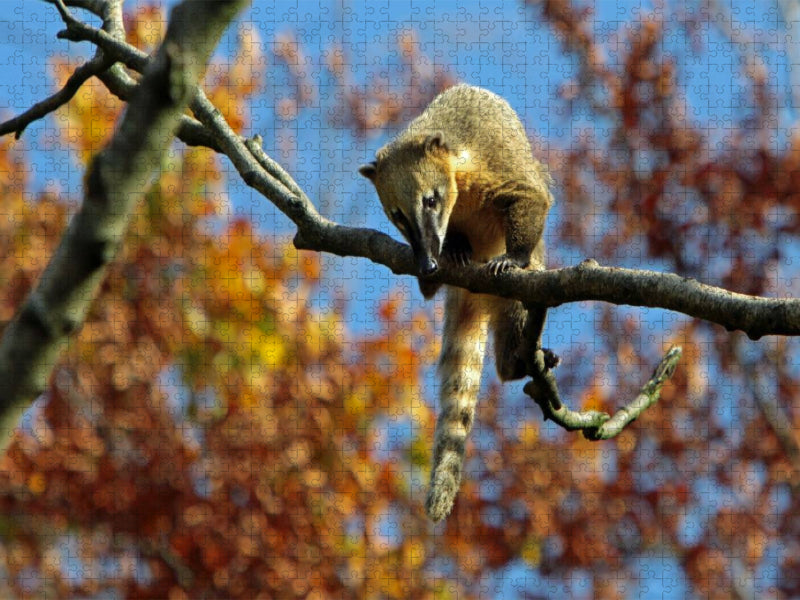 Südamerikanischer Nasenbär - CALVENDO Foto-Puzzle'