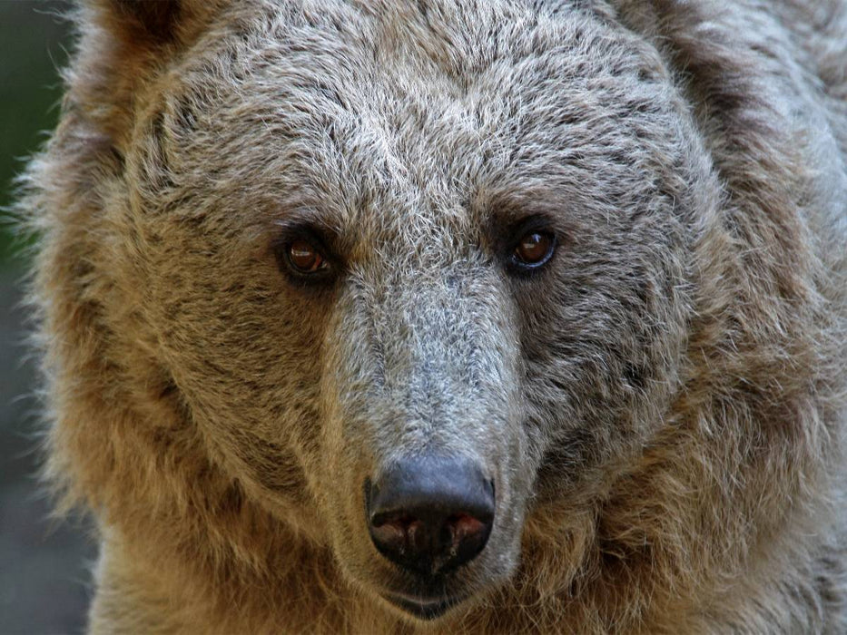 Syrischer Braunbär - CALVENDO Foto-Puzzle'