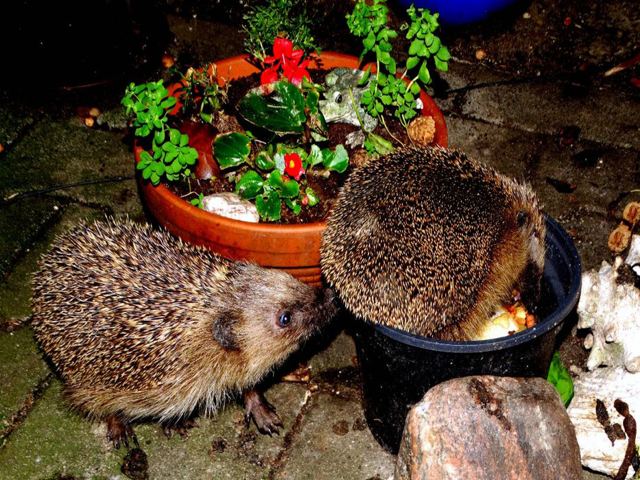 Ein Motiv aus dem Kalender " Meine Igel" - CALVENDO Foto-Puzzle'