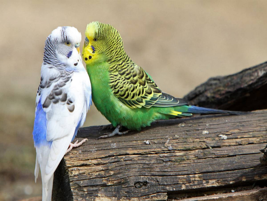 Wellensittiche - CALVENDO Foto-Puzzle'