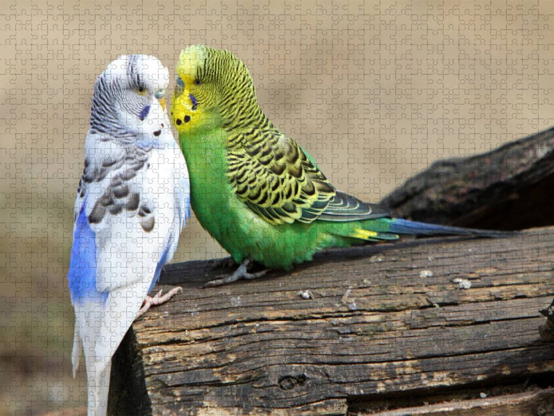 Wellensittiche - CALVENDO Foto-Puzzle'