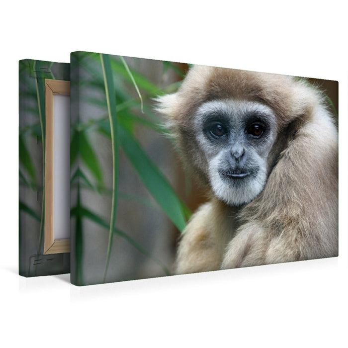Premium Textil-Leinwand Weißhandgibbon