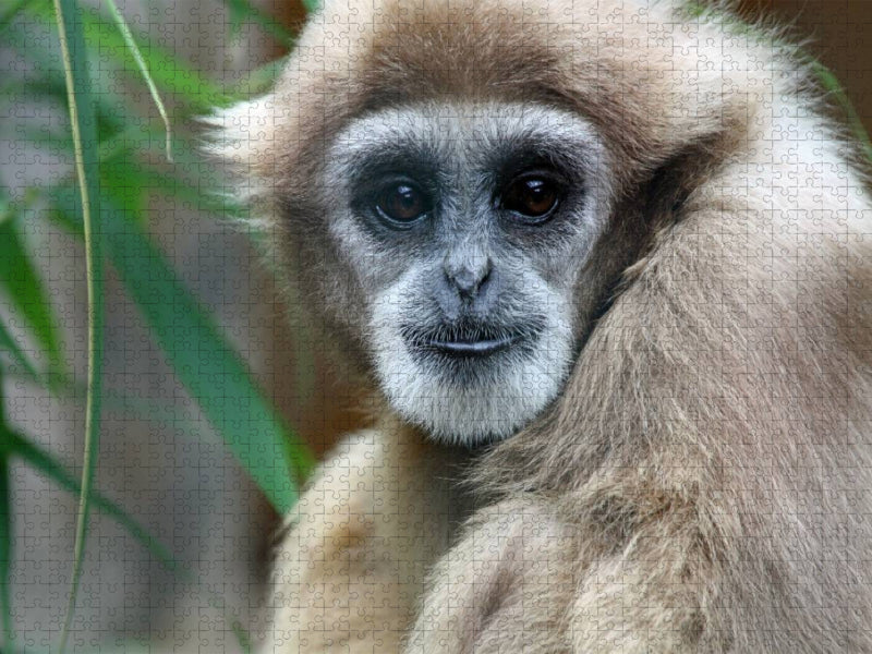 Weißhandgibbon - CALVENDO Foto-Puzzle'