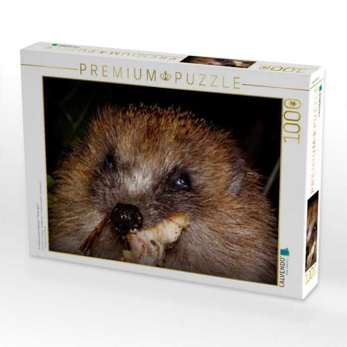 Ein Motiv aus dem Kalender " Meine Igel" - CALVENDO Foto-Puzzle'