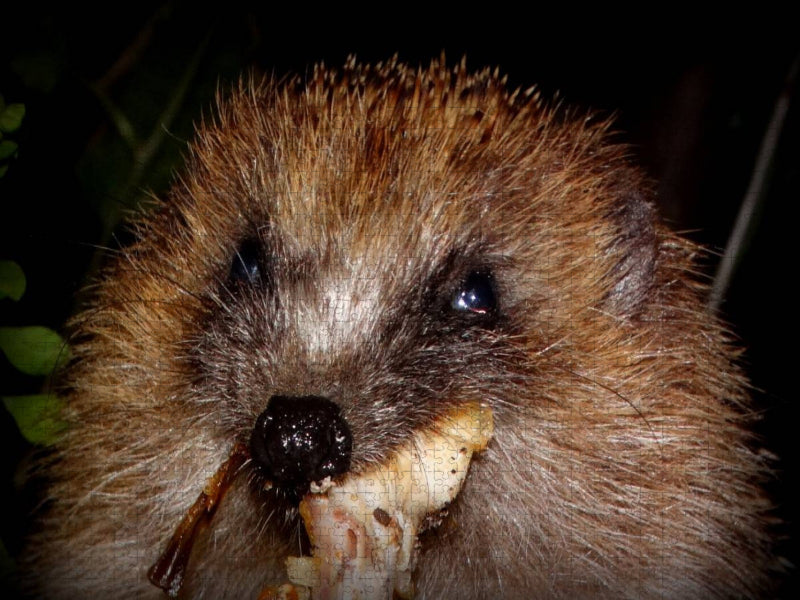 Ein Motiv aus dem Kalender " Meine Igel" - CALVENDO Foto-Puzzle'