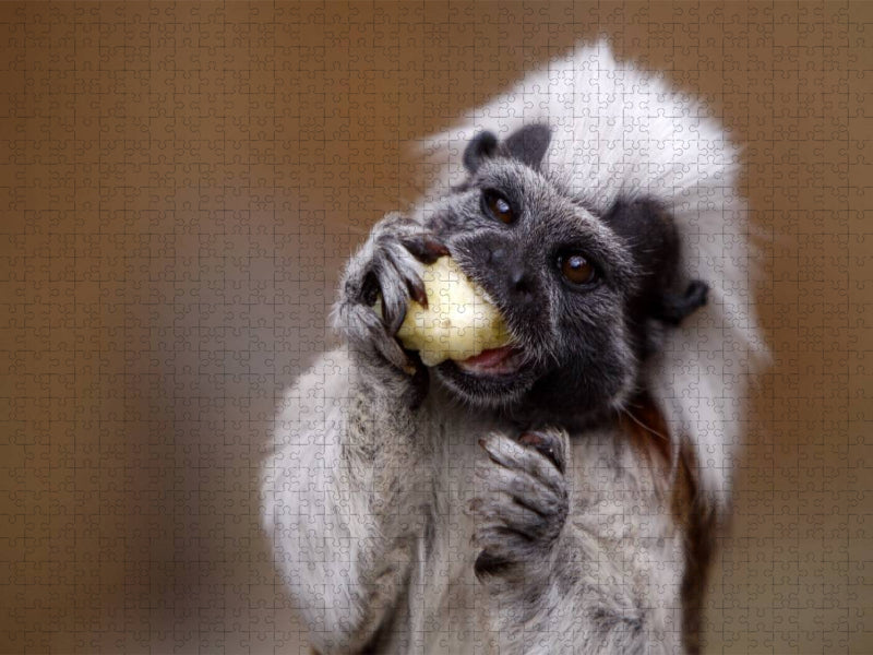 Lisztaffe - CALVENDO Foto-Puzzle'