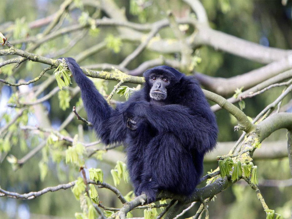 Siamang - CALVENDO Foto-Puzzle'