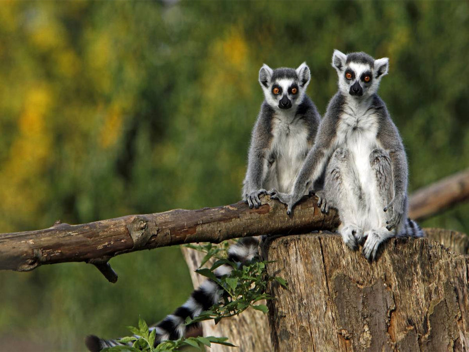 Kattas - CALVENDO Foto-Puzzle'