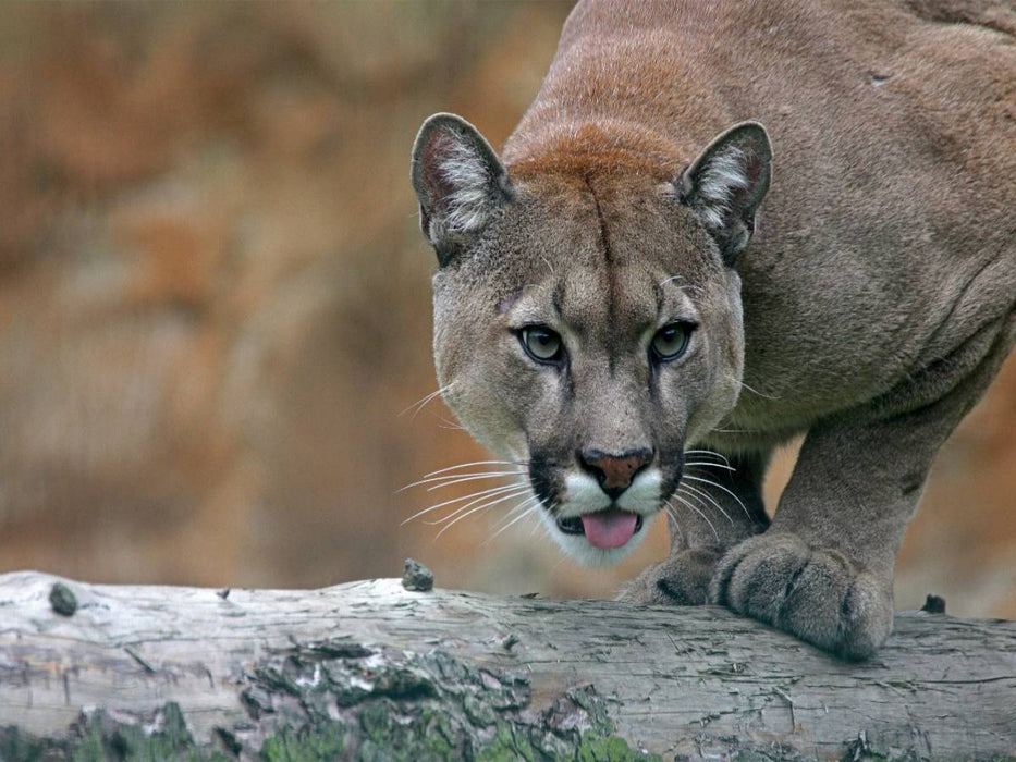 Puma - CALVENDO Foto-Puzzle'