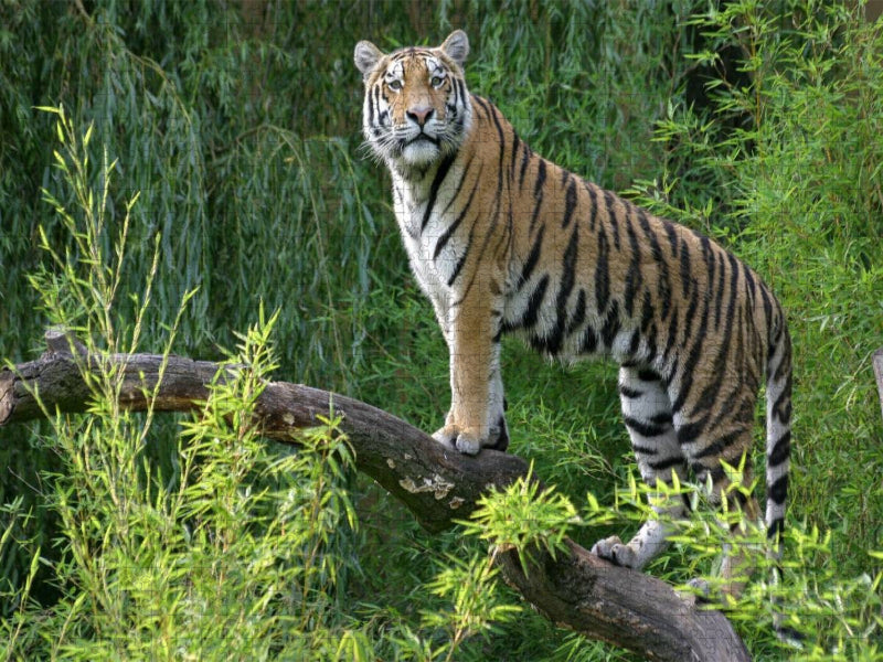 Armurtiger - CALVENDO Foto-Puzzle'