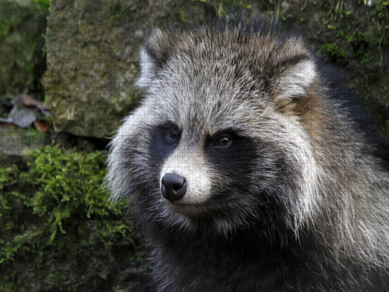 Marderhund - CALVENDO Foto-Puzzle'