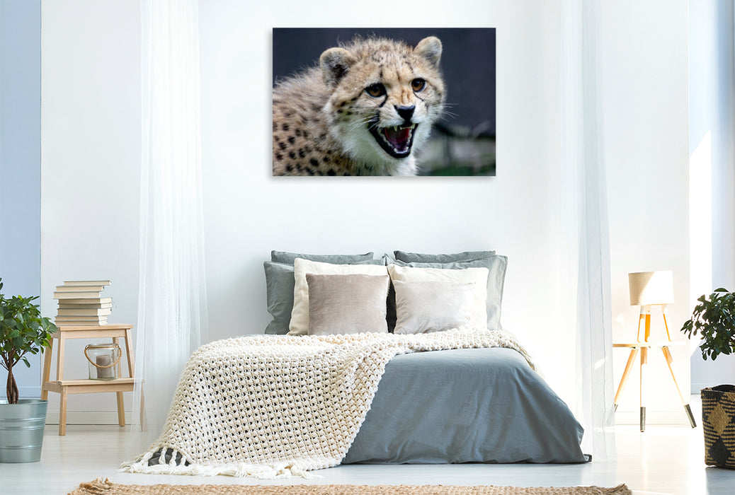 Premium Textil-Leinwand Premium Textil-Leinwand 120 cm x 80 cm quer Gepard