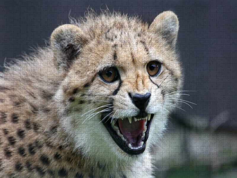 Gepard - CALVENDO Foto-Puzzle'