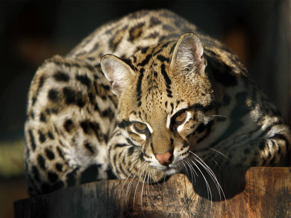 Ozelot - CALVENDO Foto-Puzzle'