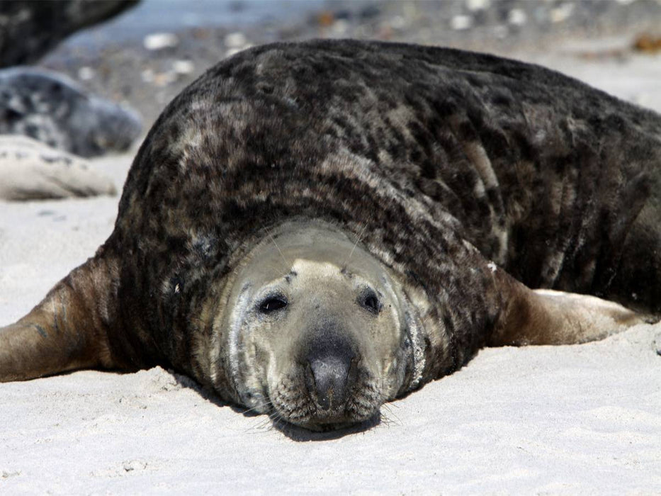 Kegelrobbe - CALVENDO Foto-Puzzle'