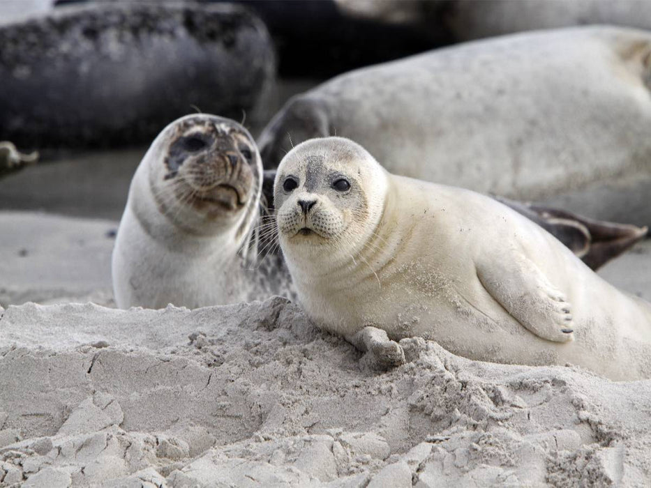 Kegelrobben - CALVENDO Foto-Puzzle'