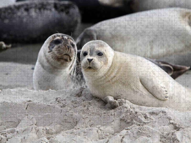 Kegelrobben - CALVENDO Foto-Puzzle'