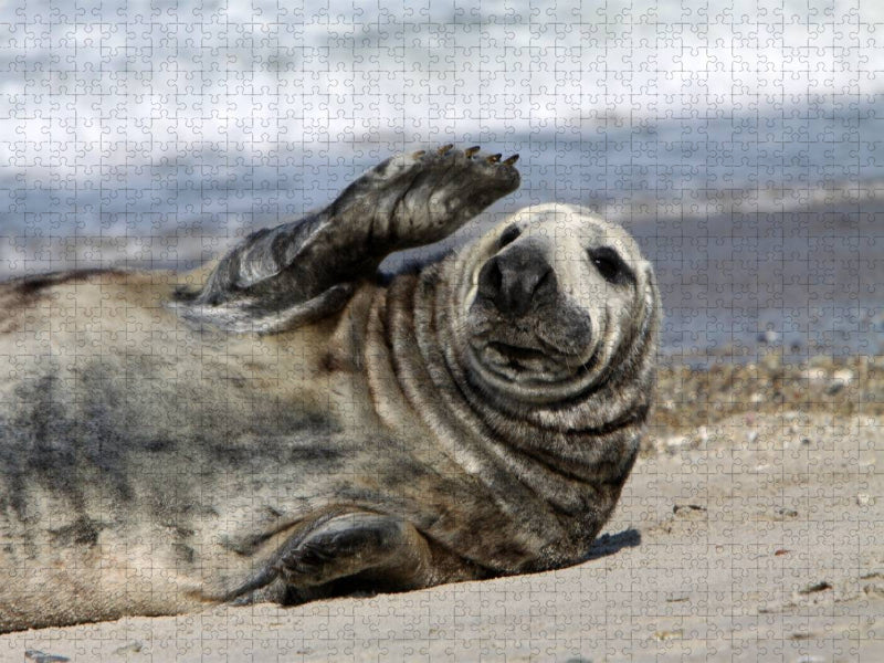 Winkende Robbe - CALVENDO Foto-Puzzle'