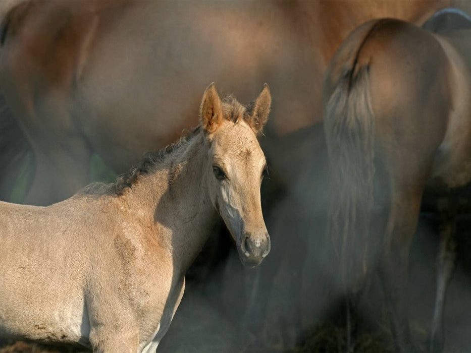 Wildpferd-Fohlen - CALVENDO Foto-Puzzle'