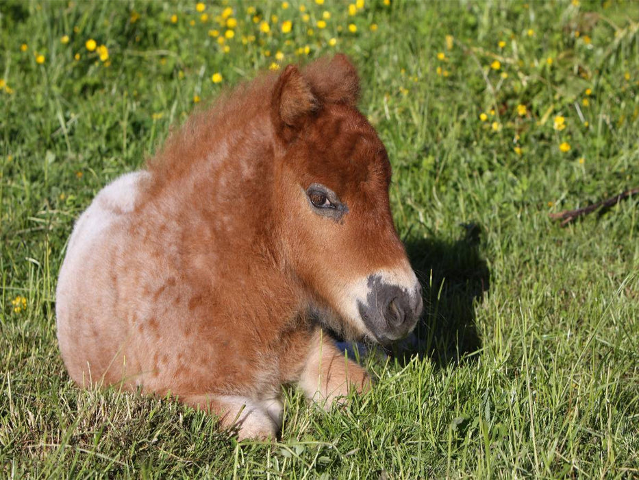 Liegendes Pony-Fohlen - CALVENDO Foto-Puzzle'