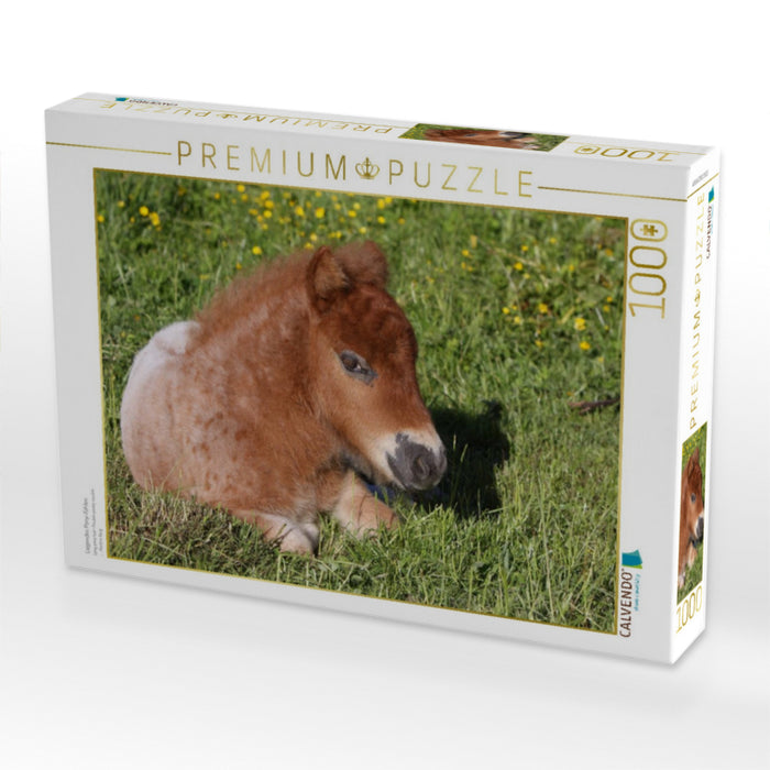 Liegendes Pony-Fohlen - CALVENDO Foto-Puzzle'