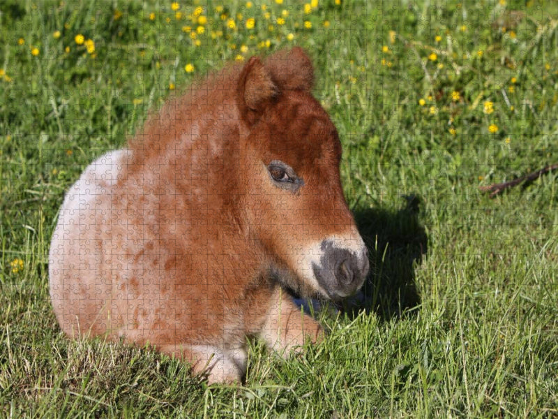 Liegendes Pony-Fohlen - CALVENDO Foto-Puzzle'